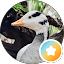 Elfy The Duck