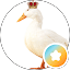 KingDuck :D