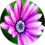 Heather H