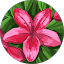Adamaris