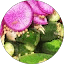 Wild Alive Ferments