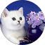 Cat_Meow5 Von Malice