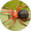 J.S O (Radical Spider)