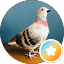 Jerry The Pigeon And Mike L