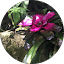 Triscilla Cobin