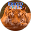Frigid Tiger