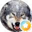 Lobo M.