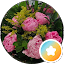 Hankel Lake View Florist-Chicago