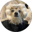 Splinter TheNinja Dog