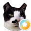 Simon The NYC Cat!