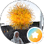 Hadia
