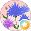 Estrella